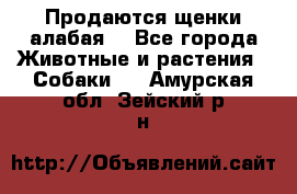 Продаются щенки алабая  - Все города Животные и растения » Собаки   . Амурская обл.,Зейский р-н